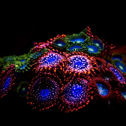 Zoas